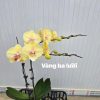 HOA PHONG LAN HỒ ĐIỆP " vàng ba lưỡi 2 ngồng hoa " nhập khẩu - hàng loại 1