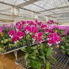 HOA PHONG LAN HỒ ĐIỆP " Đỏ TS03 " nhập khẩu - hàng loại 1