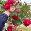 Cây Hoa Hồng cổ quế son cánh kép