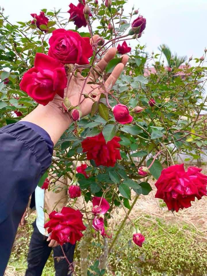 Cây Hoa Hồng cổ quế son cánh kép Cây Hoa Hồng cổ quế son cánh kép