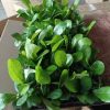 CÂY KIỂNG LÁ , CÂY PHONG THỦY ĐỂ BÀN  " cây bàng singapo " - cây giống ươm mô