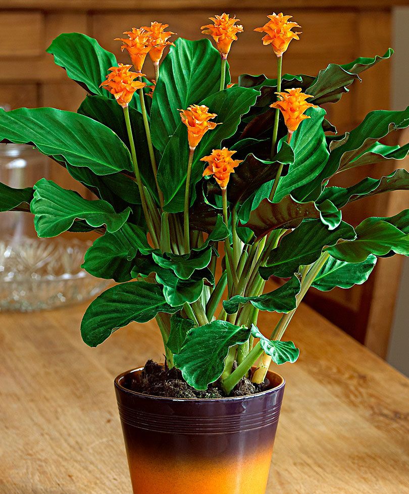 CÂY KIỂNG LÁ , CÂY PHONG THỦY ” Cây Đuôi Công Crocata (Calathea Crocata) " CÂY KIỂNG LÁ , CÂY PHONG THỦY ” Cây Đuôi Công Crocata (Calathea Crocata) "
