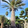CÂY KIỂNG LÁ , CÂY PHONG THỦY  ” Cây Cọ Chile  , Cọ rượu vang Chile Jubaea chilensis "