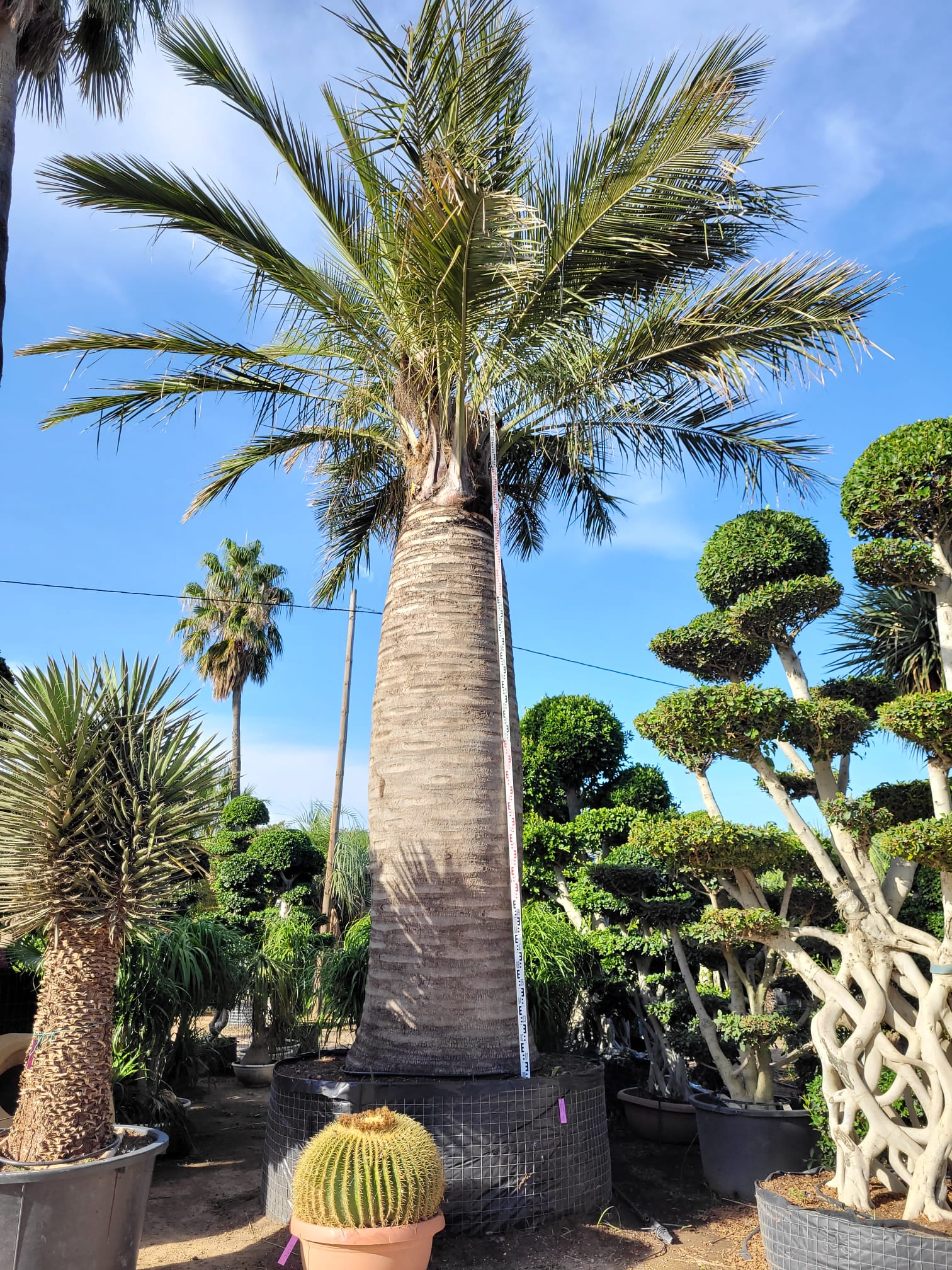 CÂY KIỂNG LÁ , CÂY PHONG THỦY ” Cây Cọ Chile , Cọ rượu vang Chile Jubaea chilensis " CÂY KIỂNG LÁ , CÂY PHONG THỦY ” Cây Cọ Chile , Cọ rượu vang Chile Jubaea chilensis "
