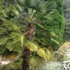 CÂY KIỂNG LÁ , CÂY PHONG THỦY  ” Cây Trachycarpus wagnerianus, - Dwarf Chusan Palm (Cọ Chusan Lùn) "