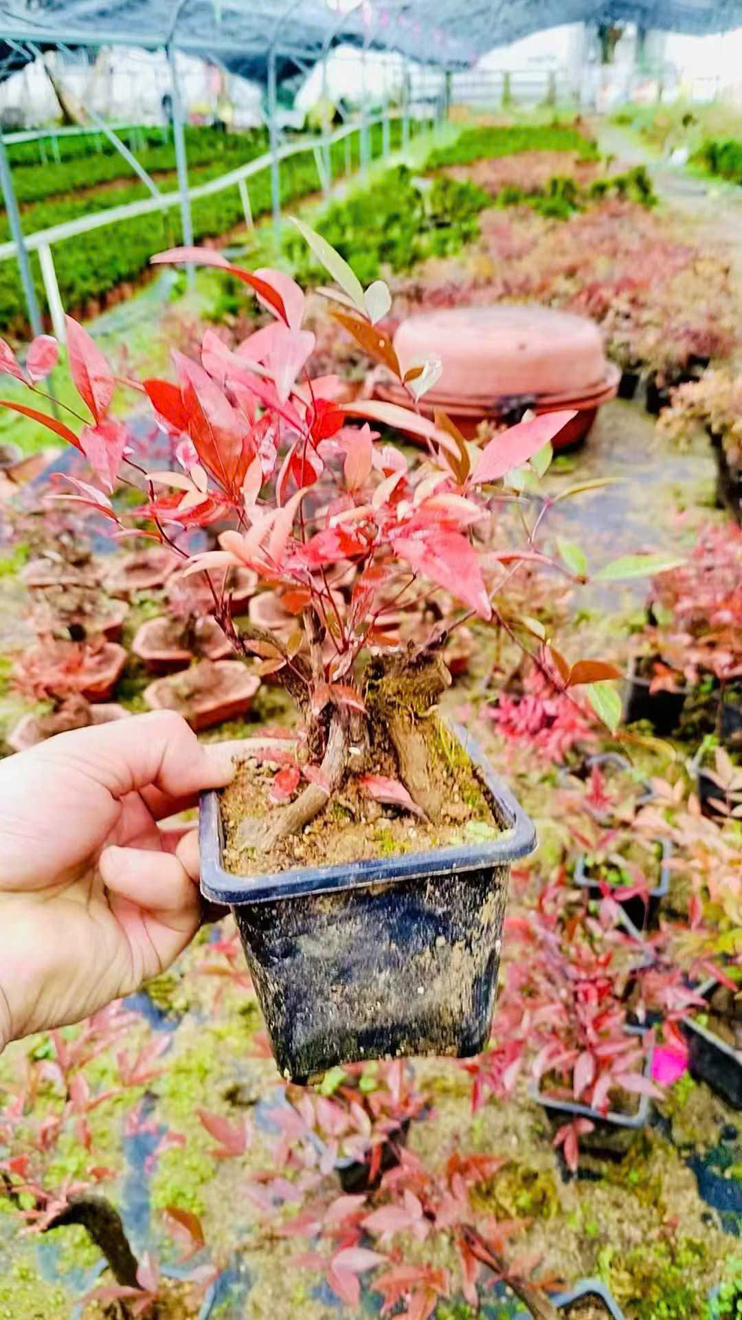CÂY KIỂNG LÁ , CÂY PHONG THỦY , CÂY BONSAI MINI ĐỂ BÀN ” chậu cây nam thiên trúc bonsai gốc cổ thụ mini " CÂY KIỂNG LÁ , CÂY PHONG THỦY , CÂY BONSAI MINI ĐỂ BÀN ” chậu cây nam thiên trúc bonsai gốc cổ thụ mini "