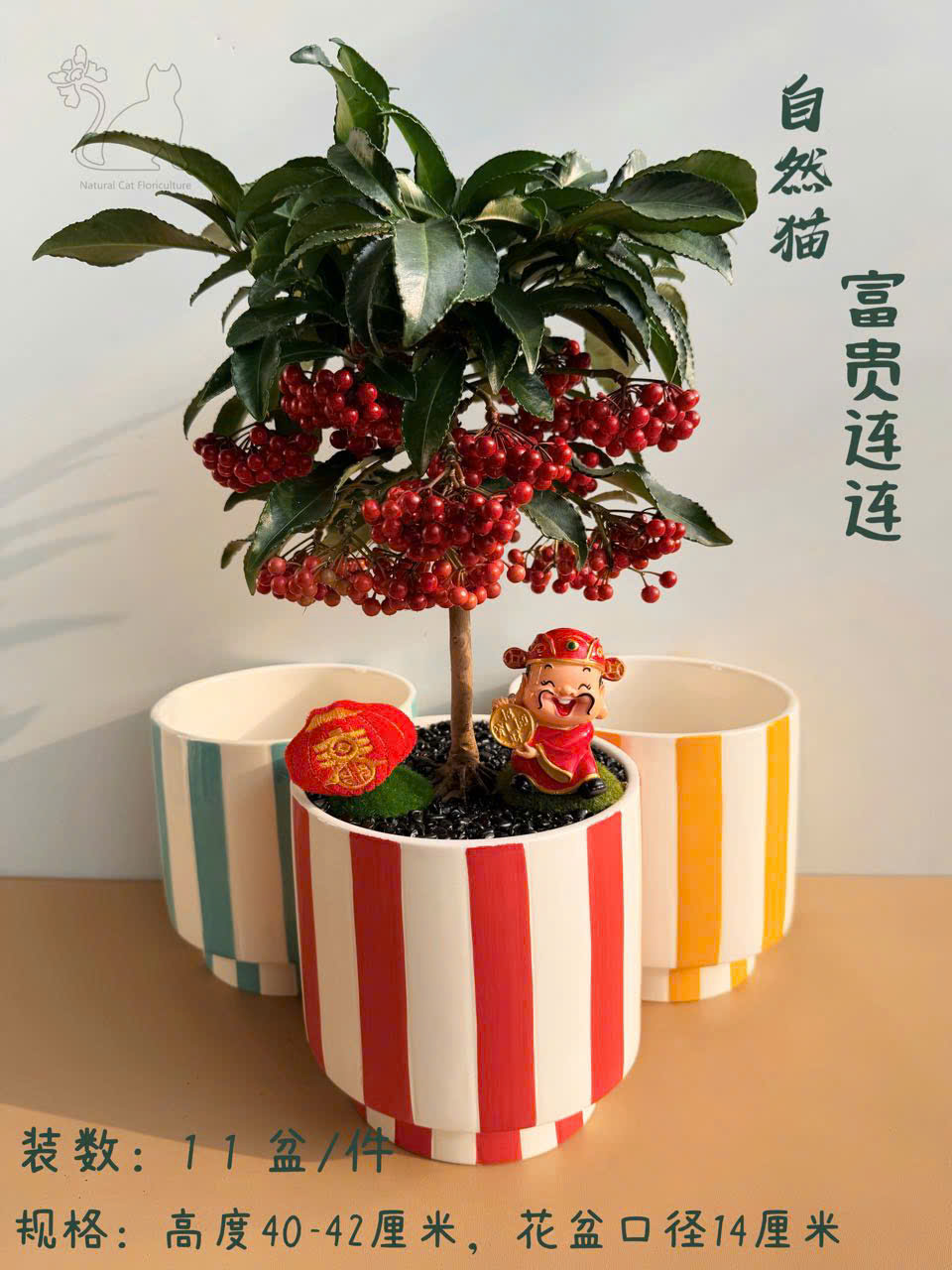 CÂY KIỂNG LÁ , CÂY PHONG THỦY " cây kim ngân lượng siêu quả chậu sứ bonsai đẹp" CÂY KIỂNG LÁ , CÂY PHONG THỦY " cây kim ngân lượng siêu quả chậu sứ bonsai đẹp"