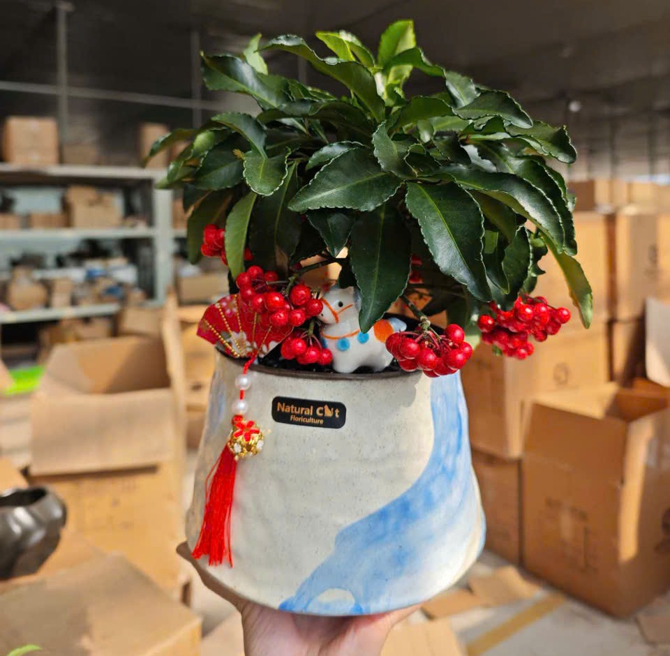 CÂY KIỂNG LÁ , CÂY PHONG THỦY " cây kim ngân lượng siêu quả chậu sứ bonsai đẹp" CÂY KIỂNG LÁ , CÂY PHONG THỦY " cây kim ngân lượng siêu quả chậu sứ bonsai đẹp"