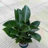CÂY KIỂNG LÁ , CÂY PHONG THỦY  MINI ĐỂ BÀN "  CÂY TRẦU BÀ ĐẾ VƯƠNG XANH " NHẬP KHẨU
