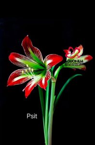củ giống hoa huệ tây Amaryllis ‘ Psit ‘ nhập khẩu củ giống hoa huệ tây Amaryllis ‘ Psit ‘ nhập khẩu