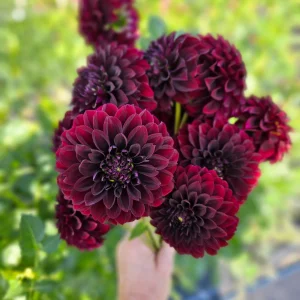Hoa thược dược ngoại ” Dahlia Black Satin “ nhập khẩu Mã P Hoa thược dược ngoại ” Dahlia Black Satin “ nhập khẩu Mã P