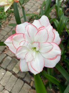 Củ Hoa huệ tây Amaryllis ” Elusive Butterfly ” nhập khẩu Củ Hoa huệ tây Amaryllis ” Elusive Butterfly ” nhập khẩu