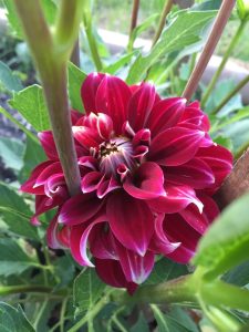Hoa thược dược ngoại ” Dahlia Red Rock ” nhập khẩu Hoa thược dược ngoại ” Dahlia Red Rock ” nhập khẩu