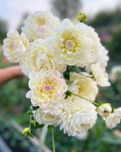 Hoa thược dược ngoại ” Dahlia Sandia Serenity “ nhập khẩu Mã P Hoa thược dược ngoại ” Dahlia Sandia Serenity “ nhập khẩu Mã P