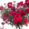CHẬU HOA HỒNG ” Trứng Đỏ (Margo Koster Rose) – Hồng Chùm Nhỏ Độc Đáo, Nở Sai Tới 20 Bông Mỗi Chùm “