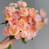 CHẬU HOA HỒNG NGOẠI ” Peach Anemone Rose – Hồng Cánh Đơn Phong Cách Anemone, Sắc Đào Nhẹ Nhàng, Vẻ Đẹp Tự Nhiên Hiện Đại “