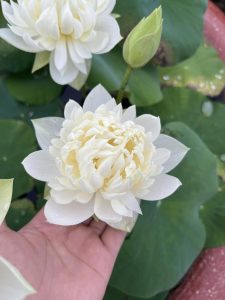 HOA SEN ” Hawaiyan White ( DT01) ” HOA SEN ” Hawaiyan White ( DT01) ”