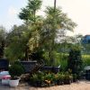 Cây bách chanh GREVILLEA ‘SANDRA GORDON’ – ÁNH VÀNG CỦA NẮNG – nhập khẩu
