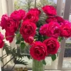 CHẬU HOA HỒNG ” Ligare 230 (Ligare Rose) – Hồng ngoại Nhật Bản rực rỡ, màu đỏ-hồng đặc trưng, form hoa mẫu đơn “