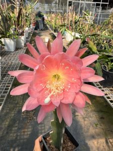 CHẬU HOA NHẬT QUỲNH ” LOTUS QUEEN “ CHẬU HOA NHẬT QUỲNH ” LOTUS QUEEN “