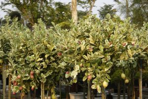 Cây Chanh Vàng Mỹ lá cẩm thạch siêu quả dáng tree nhập khẩu – cây sẵn quả Cây Chanh Vàng Mỹ lá cẩm thạch siêu quả dáng tree nhập khẩu – cây sẵn quả