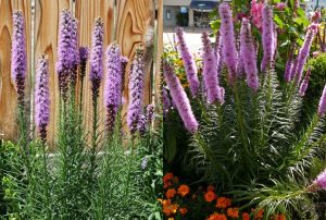 Chậu hoa Kỳ Lân Liatris spicata ( hoa lông vũ thảo nguyên) sẵn nụ và hoa nhập khẩu Chậu hoa Kỳ Lân Liatris spicata ( hoa lông vũ thảo nguyên) sẵn nụ và hoa nhập khẩu