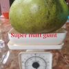 CÂY GIỐNG ” HỒNG SOCOLA Super Matt Giant ” – CÂY NHẬP KHẨU