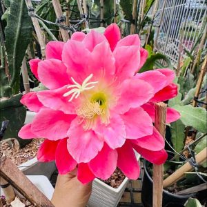Chậu Hoa Nhật Quỳnh ” Epiphyllum Meadow Rose “ Chậu Hoa Nhật Quỳnh ” Epiphyllum Meadow Rose “