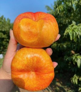 Cây giống ” Đào quả dẹt ĐÀO YOUPAN 7-7 ” – cây nhập khẩu Cây giống ” Đào quả dẹt ĐÀO YOUPAN 7-7 ” – cây nhập khẩu