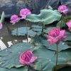 HOA SEN ” Magic Purple (2026DT02) ”