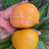 CÂY GIỐNG ” XOÀI BALI M4 ” NHẬP KHẨU