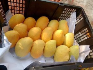 Cây giống ” XOÀI KIM CƯƠNG (Sein Ta Lone) – QUỐC BẢO CỦA MYANMAR ” nhập khẩu Cây giống ” XOÀI KIM CƯƠNG (Sein Ta Lone) – QUỐC BẢO CỦA MYANMAR ” nhập khẩu