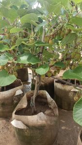 CHẬU CÂY ” KIWI SẴN QUẢ ” NHẬP KHẨU CHẬU CÂY ” KIWI SẴN QUẢ ” NHẬP KHẨU