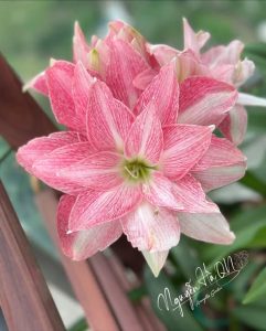 Củ Hoa huệ tây Amaryllis ” Shining Light ” nhập khẩu Củ Hoa huệ tây Amaryllis ” Shining Light ” nhập khẩu