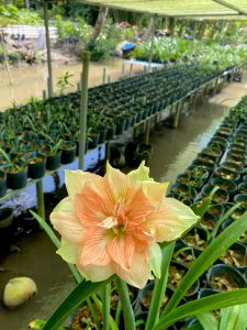 Củ Hoa huệ tây Amaryllis ” 539 ” nhập khẩu Củ Hoa huệ tây Amaryllis ” 539 ” nhập khẩu