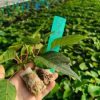 Cây giống ” HOA TRẠNG NGUYÊN ĐỎ ” – cây giống ươm vỉ nhập khẩu