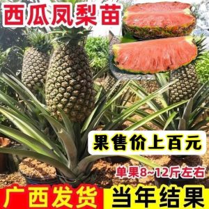 Cây giống ” dứa ruột đỏ Đài Loan siêu ngọt mới ” nhập khẩu Cây giống ” dứa ruột đỏ Đài Loan siêu ngọt mới ” nhập khẩu