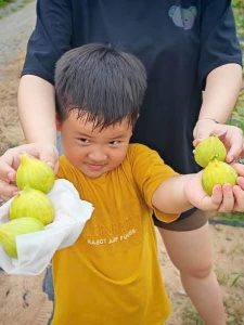 chậu sung mỹ ” Beyaz Orak “ chậu sung mỹ ” Beyaz Orak “