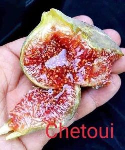 chậu sung mỹ ” CHETOUI “ chậu sung mỹ ” CHETOUI “