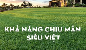 Hạt giống thảm xanh – Cỏ Paspalum -1kg Hạt giống thảm xanh – Cỏ Paspalum -1kg