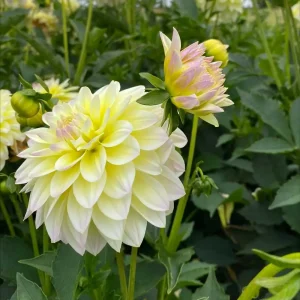 Hoa thược dược ngoại ” Dahlia Innocent Silence ” nhập khẩu Hoa thược dược ngoại ” Dahlia Innocent Silence ” nhập khẩu