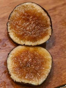 chậu sung mỹ ” KUROAMA “ chậu sung mỹ ” KUROAMA “