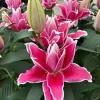 củ giống hoa ky kép ” Lilium OR Roselily Rachella ” hà lan nhập khẩu