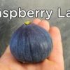 chậu sung mỹ ” Raspberry Latte “