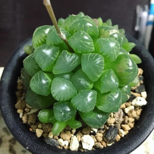 SEN ĐÁ ” Sen Đá Ngọc Tròn ” – cây đủ size – NHẬP KHẨU SEN ĐÁ ” Sen Đá Ngọc Tròn ” – cây đủ size – NHẬP KHẨU