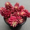 SEN ĐÁ ” Sen Đá Thạch Ngọc Đỏ ” – cây đủ size – NHẬP KHẨU