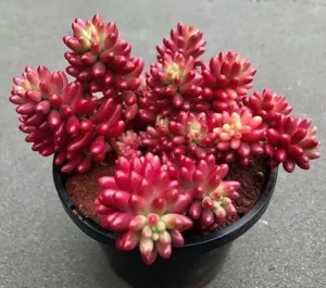 SEN ĐÁ ” Sen Đá Thạch Ngọc Đỏ ” – cây đủ size – NHẬP KHẨU SEN ĐÁ ” Sen Đá Thạch Ngọc Đỏ ” – cây đủ size – NHẬP KHẨU