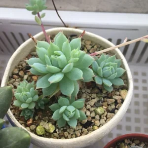 SEN ĐÁ ” Sen Đá Dù Kim “- cây đủ size – NHẬP KHẨU SEN ĐÁ ” Sen Đá Dù Kim “- cây đủ size – NHẬP KHẨU