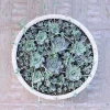 SEN ĐÁ ” Sen Đá Dù Tròn “- cây đủ size – NHẬP KHẨU