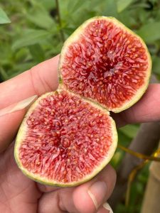 chậu sung mỹ ” Smith – Sung Mỹ cao cấp – Smith Fig” – Cây Sung Mỹ quý hiếm chậu sung mỹ ” Smith – Sung Mỹ cao cấp – Smith Fig” – Cây Sung Mỹ quý hiếm
